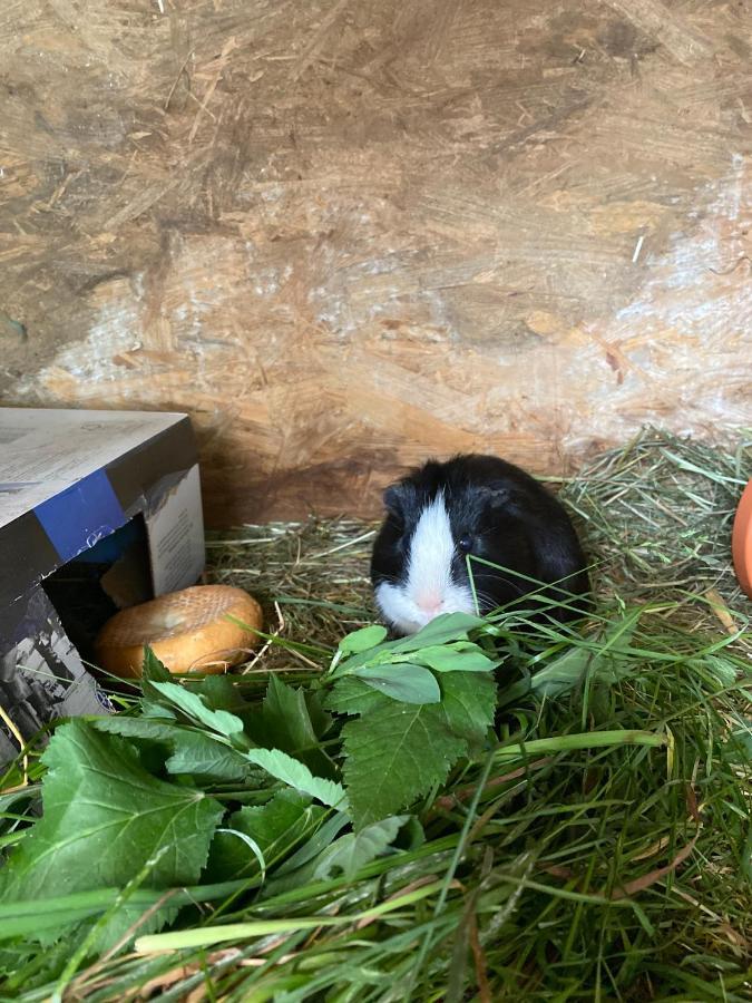 Unteradamerhof Sexten Bagian luar foto